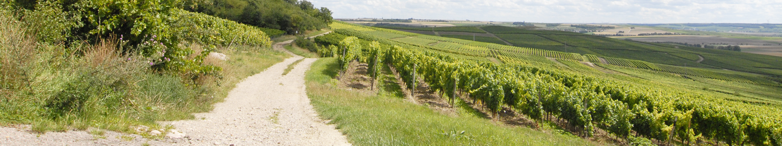 Feldweg umgeben von Weinbergen © Dienstleistungszentren Ländlicher Raum
